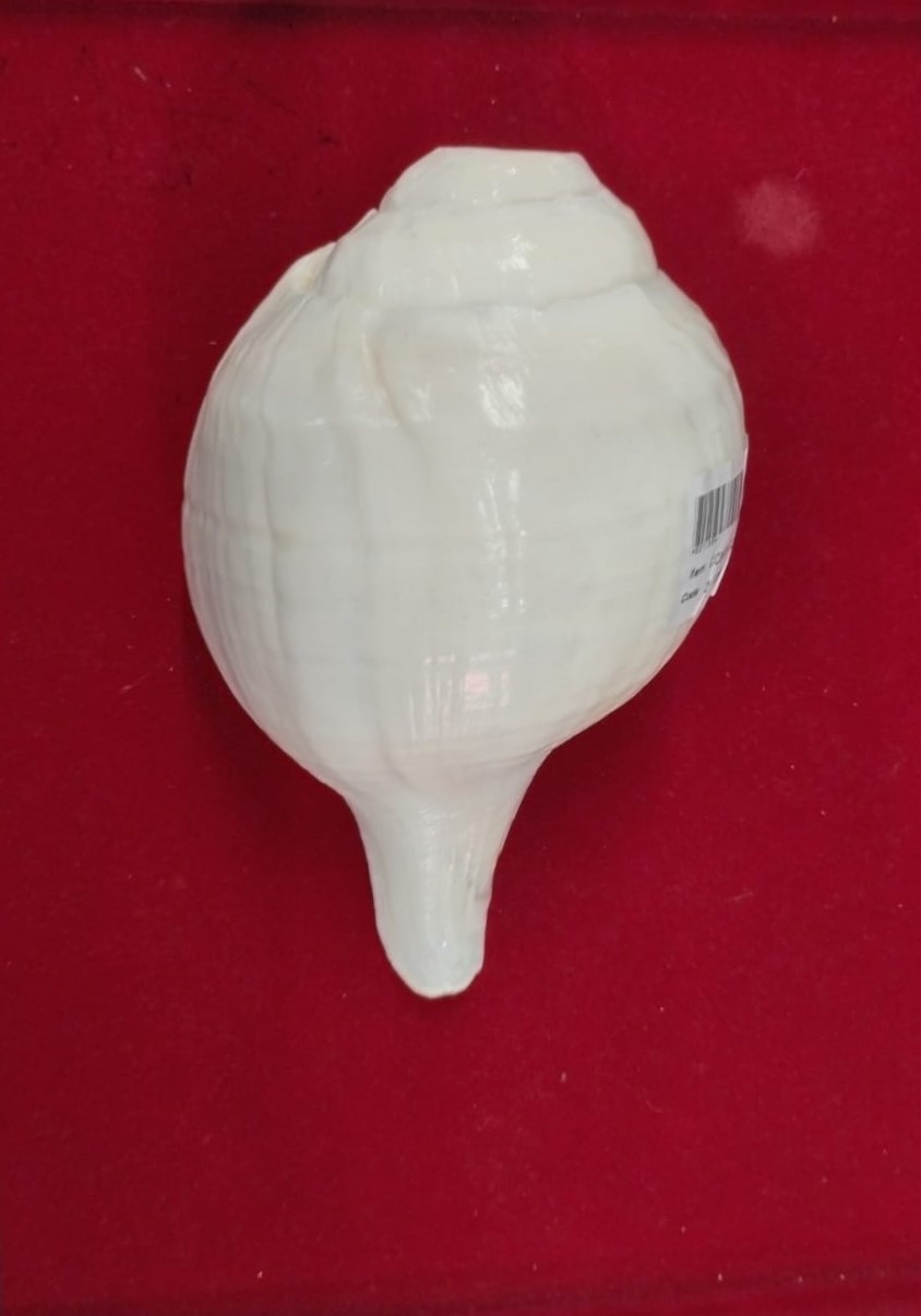 Conch - Big